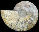 Cut Ammonite Fossil (Half) - Agatized #49892-1